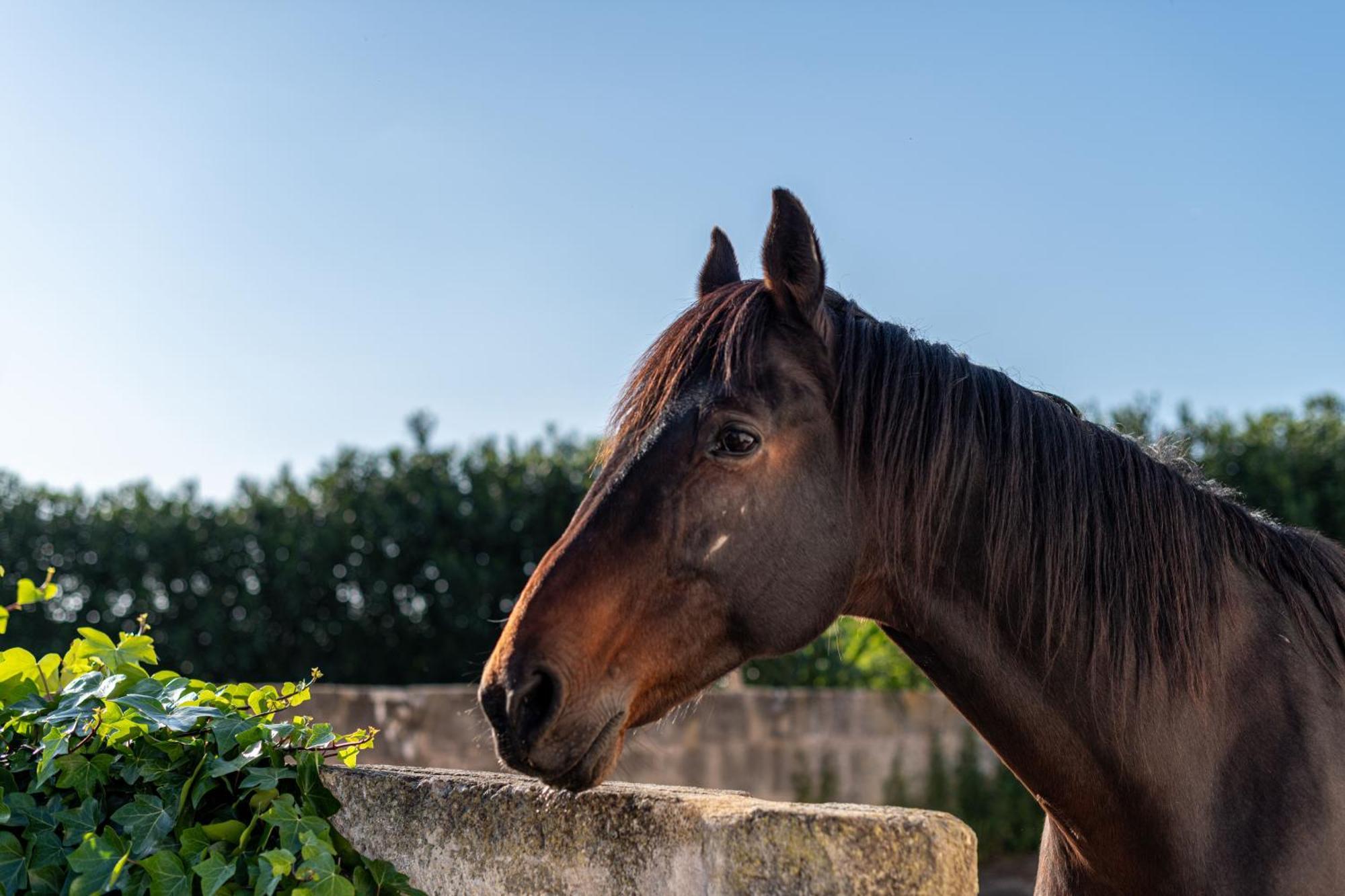 Alloggio per agriturismo Son Juaneda